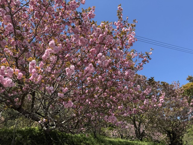 2026年4月16日】宗堂桜の開花状況｜いま見頃、週末にかけてピークに