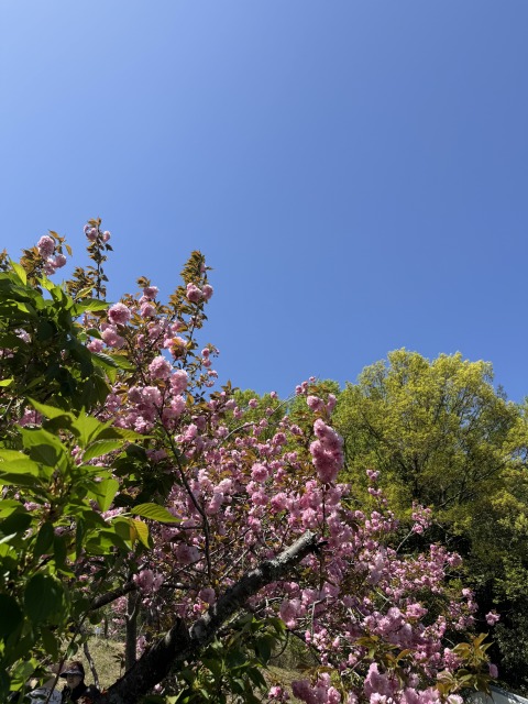 2026年4月16日】宗堂桜の開花状況｜いま見頃、週末にかけてピークに